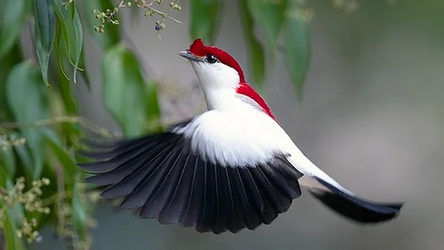 Stunning Birds